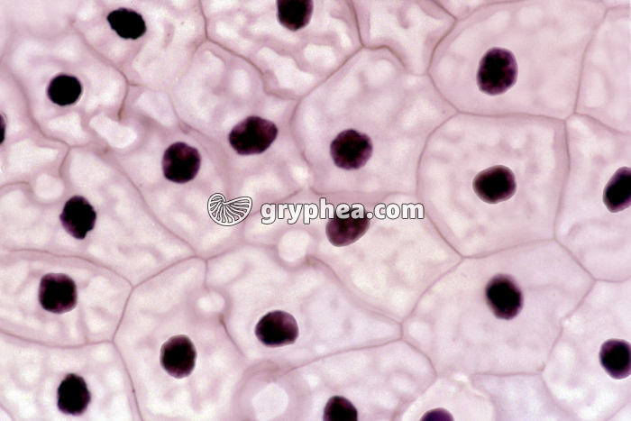 Cellules de l'épiderme de Batracien x160 - gryphea.org